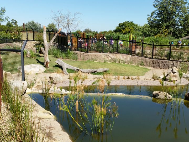 melbourne-zoo-(6)