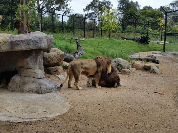 melbourne-zoo-(7)